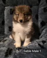 Sable M 1, a male Shetland Sheepdog for sale in Scio, OR – 3 of 6