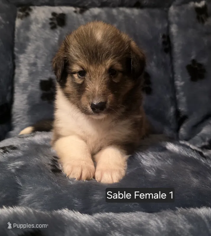 Sable Female 1 – Shetland Sheepdog puppy for sale in Scio, OR