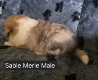 Sable Merle M, a male Shetland Sheepdog for sale in Scio, OR – 3 of 4