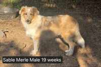 Sable Merle M, a male Shetland Sheepdog for sale in Scio, OR – 5 of 6