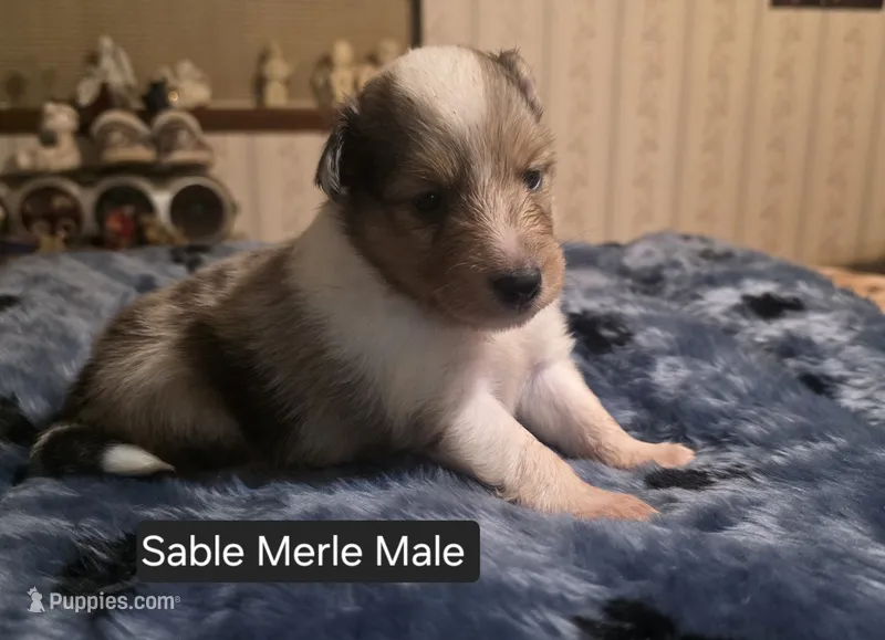 Sable Merle M – Shetland Sheepdog puppy for sale in Scio, OR