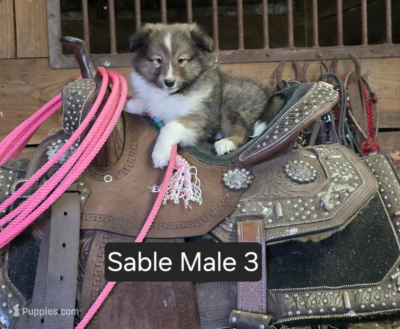 Sable M 3 – Shetland Sheepdog puppy for sale in Scio, OR