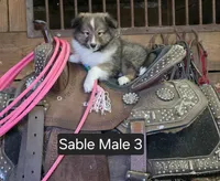 Sable M 3, a male Shetland Sheepdog for sale in Scio, OR – 1 of 6