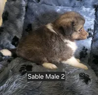 Sable M 2, a male Shetland Sheepdog for sale in Scio, OR – 3 of 4