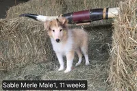 Sable MerleM1, a male Shetland Sheepdog for sale in Scio, OR – 3 of 4