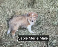 Sable Merle M, a male Shetland Sheepdog for sale in Scio, OR – 3 of 4