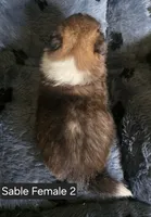 Sable F 2, a female Shetland Sheepdog for sale in Scio, OR – 4 of 4