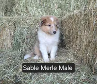 Sable Merle M, a male Shetland Sheepdog for sale in Scio, OR – 4 of 4