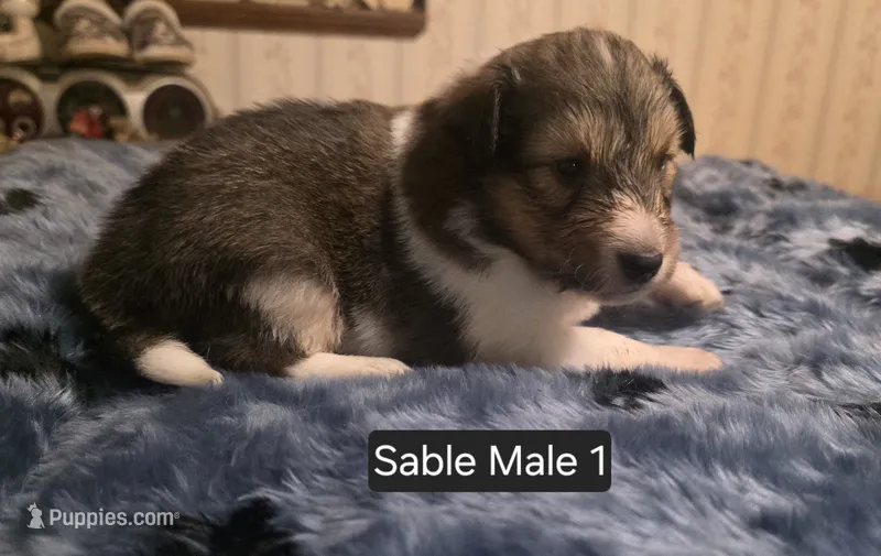 Sable Male 1 – Shetland Sheepdog puppy for sale in Scio, OR
