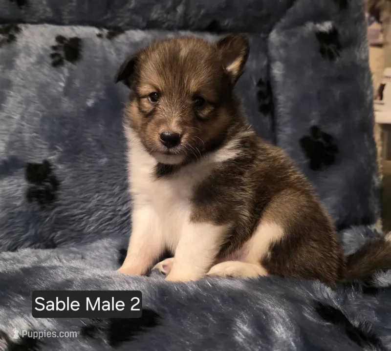 Sable Male 2 – Shetland Sheepdog puppy for sale in Scio, OR