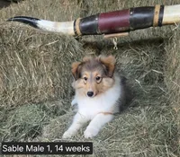Sable M1, a male Shetland Sheepdog for sale in Scio, OR – 4 of 4