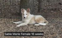 Sable Merle F, a female Shetland Sheepdog for sale in Scio, OR – 5 of 6
