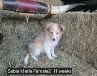 Sable MerleF2, a male Shetland Sheepdog for sale in Scio, OR – 2 of 4