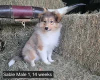 Sable M1, a male Shetland Sheepdog for sale in Scio, OR – 3 of 4