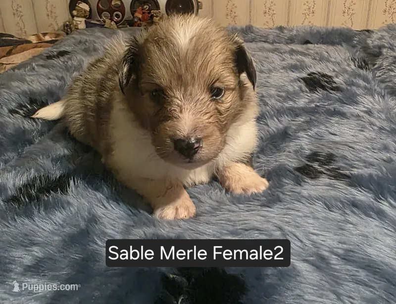 Sable Merle F2 – Shetland Sheepdog puppy for sale in Scio, OR