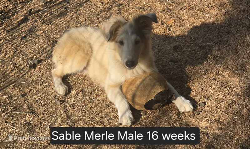 Sable Merle M1 – Shetland Sheepdog puppy for sale in Scio, OR