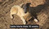 Sable Merle M1, a male Shetland Sheepdog for sale in Scio, OR – 2 of 7