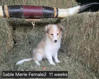 Sable MerleF2, a male Shetland Sheepdog for sale in Scio, OR – 4 of 4