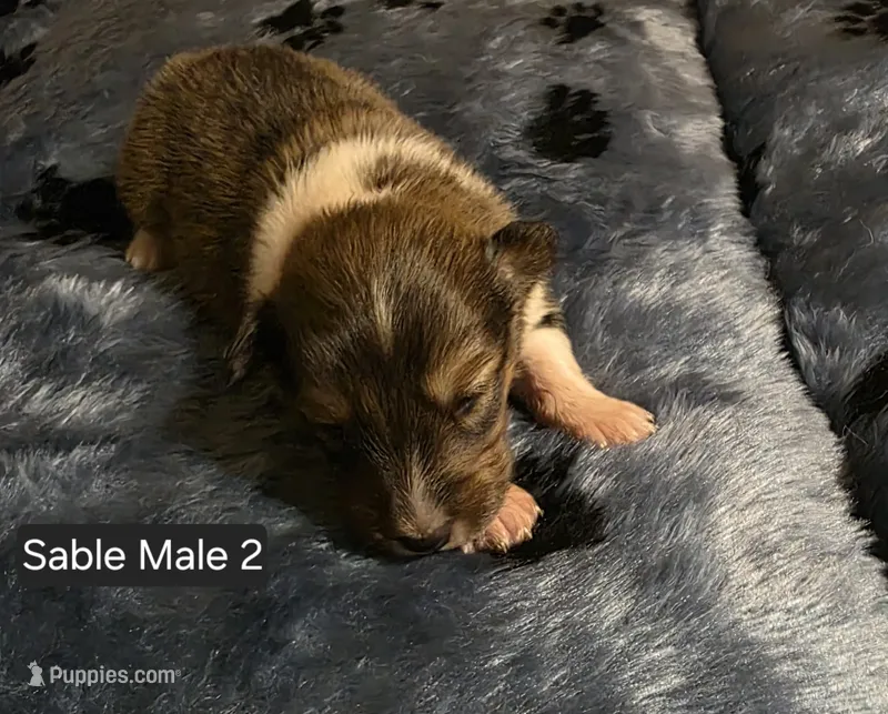 Sable Male 2 – Shetland Sheepdog puppy for sale in Scio, OR