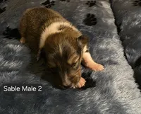 Sable Male 2, a male Shetland Sheepdog for sale in Scio, OR – 1 of 5