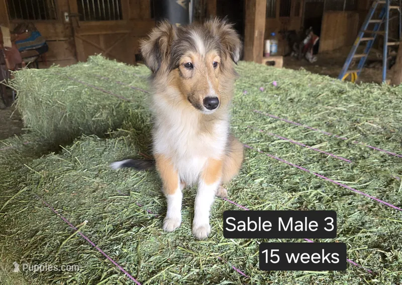 Sable M3 – Shetland Sheepdog puppy for sale in Scio, OR