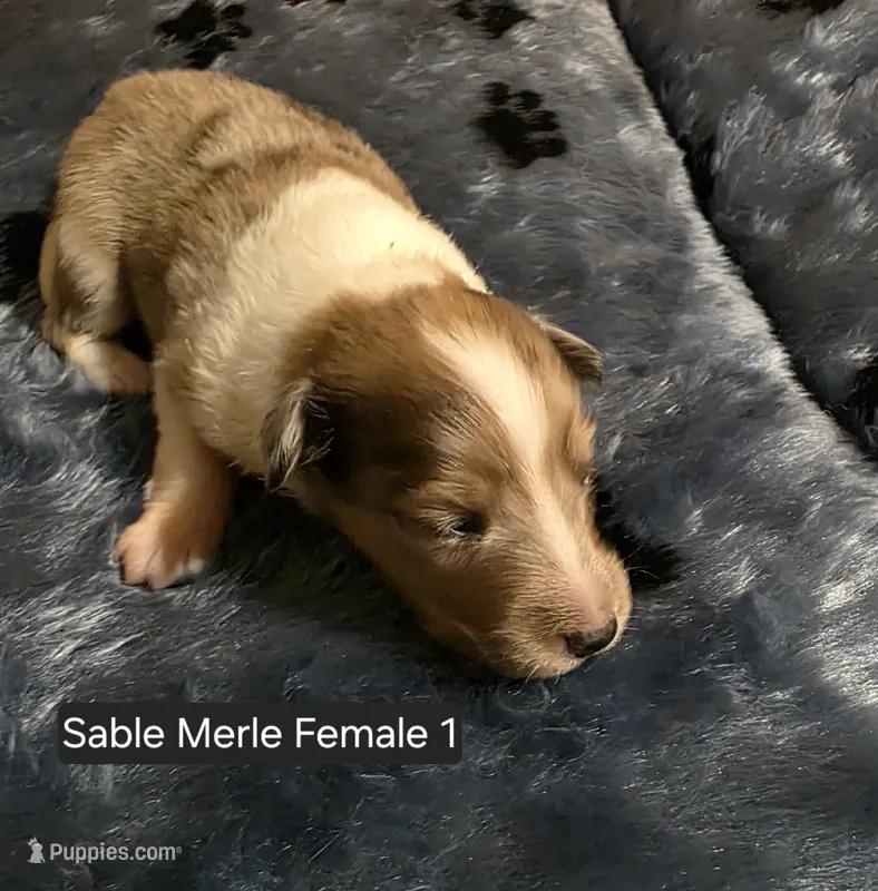 Sable Merle F1 – Shetland Sheepdog puppy for sale in Scio, OR