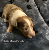 Sable Merle F1, a female Shetland Sheepdog for sale in Scio, OR – 1 of 5