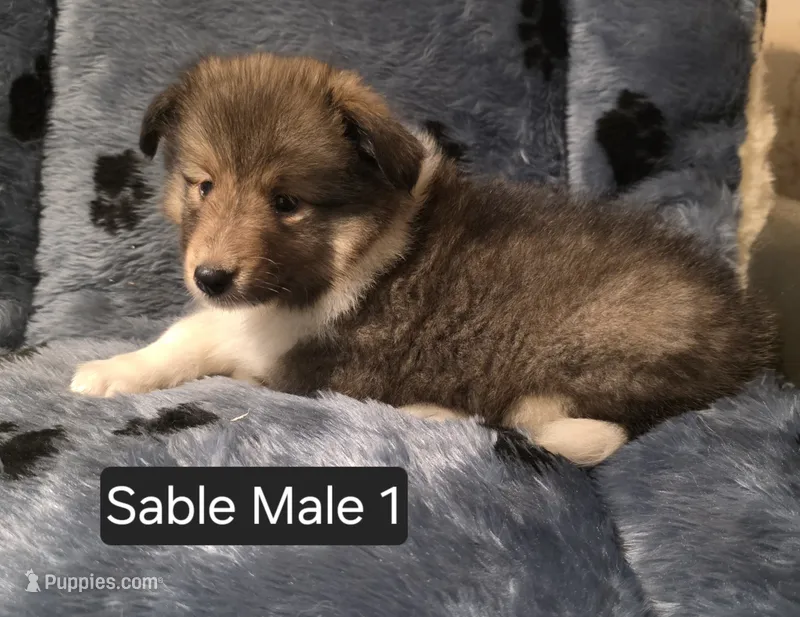 Sable M 1 – Shetland Sheepdog puppy for sale in Scio, OR
