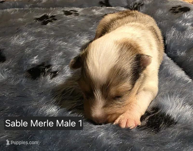 Sable Merle M – Shetland Sheepdog puppy for sale in Scio, OR