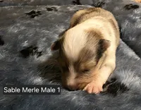Sable Merle M, a male Shetland Sheepdog for sale in Scio, OR – 1 of 5