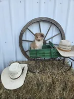 Sable Merle M1, a male Shetland Sheepdog for sale in Scio, OR – 6 of 6
