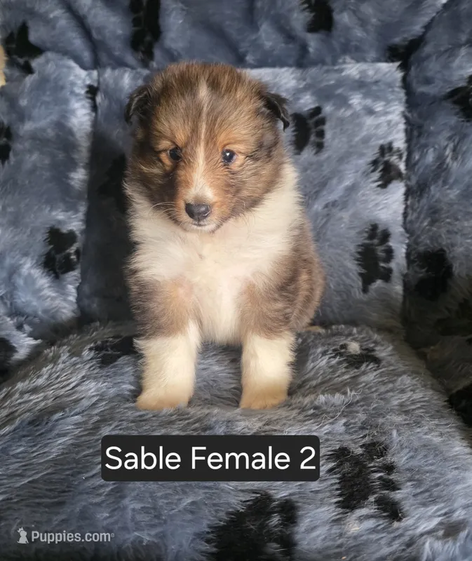 Sable F 2 – Shetland Sheepdog puppy for sale in Scio, OR