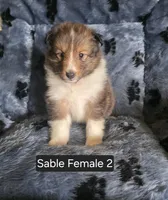 Sable F 2, a female Shetland Sheepdog for sale in Scio, OR – 1 of 4