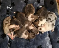 Sable Female 1, a female Shetland Sheepdog for sale in Scio, OR – 4 of 5