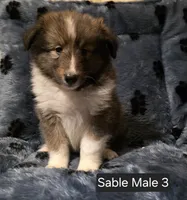 Sable M 3, a male Shetland Sheepdog for sale in Scio, OR – 3 of 6