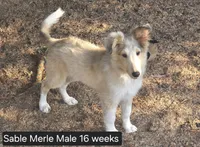 Sable Merle M1, a male Shetland Sheepdog for sale in Scio, OR – 4 of 7