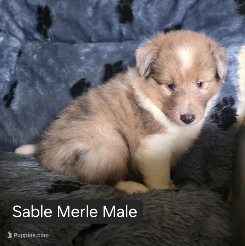 Sable Merle M – Shetland Sheepdog puppy for sale in Scio, OR