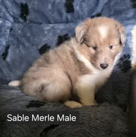 Sable Merle M, a male Shetland Sheepdog for sale in Scio, OR – 1 of 4
