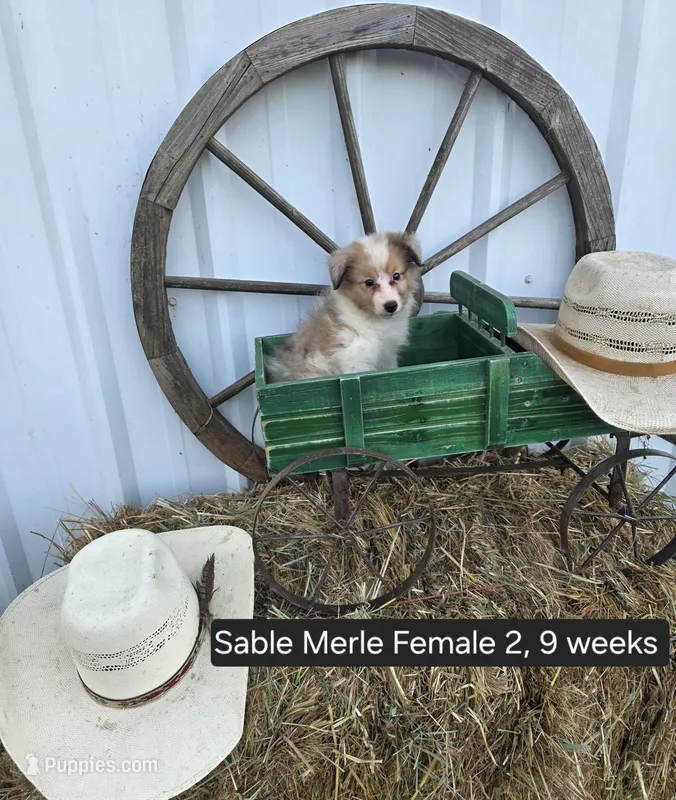 Sable Merle F2 – Shetland Sheepdog puppy for sale in Scio, OR