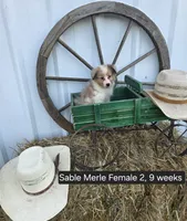 Sable Merle F2, a female Shetland Sheepdog for sale in Scio, OR – 1 of 6