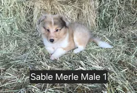 Sable Merle M1, a male Shetland Sheepdog for sale in Scio, OR – 2 of 6