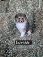 Sable M 1, a male Shetland Sheepdog for sale in Scio, OR – 3 of 4