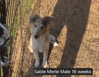 Sable Merle M1, a male Shetland Sheepdog for sale in Scio, OR – 3 of 7
