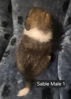 Sable M 1, a male Shetland Sheepdog for sale in Scio, OR – 6 of 6