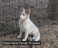 Sable Merle F, a female Shetland Sheepdog for sale in Scio, OR – 2 of 6
