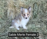 Sable Merle F2, a female Shetland Sheepdog for sale in Scio, OR – 6 of 6