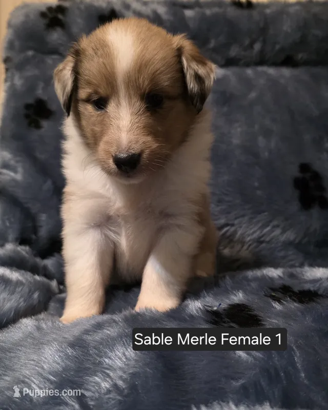 Sable Merle F1 – Shetland Sheepdog puppy for sale in Scio, OR
