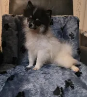 Sweet Boy, a male Pomeranian for sale in Albany, OR – Photo 2 of 6