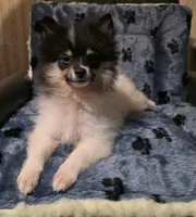 Sweet Boy, a male Pomeranian for sale in Albany, OR – Photo 3 of 6