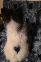 Sweet Boy, a male Pomeranian for sale in Albany, OR – Photo 6 of 6